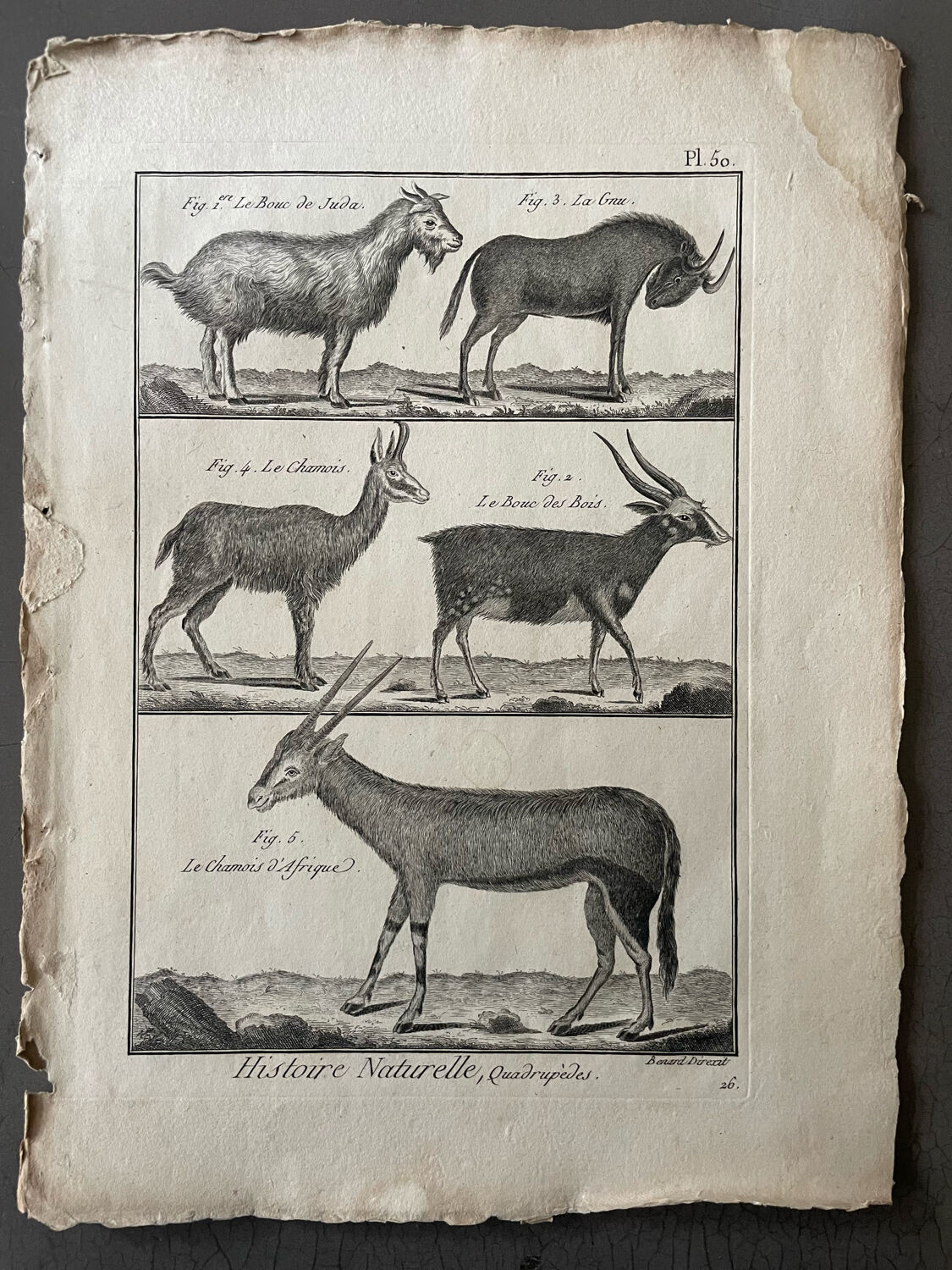 Book XVIIIth buffon, bonnaterre, natural history, quadrupeds, mammals