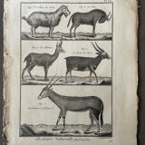 Book XVIIIth buffon, bonnaterre, natural history, quadrupeds, mammals