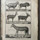 Livre XVIIIe buffon, bonnaterre, histoire naturelle, quadrupèdes, mammifères
