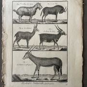 Livre XVIIIe buffon, bonnaterre, histoire naturelle, quadrupèdes, mammifères