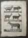 Book XVIIIth buffon, bonnaterre, natural history, quadrupeds, mammals
