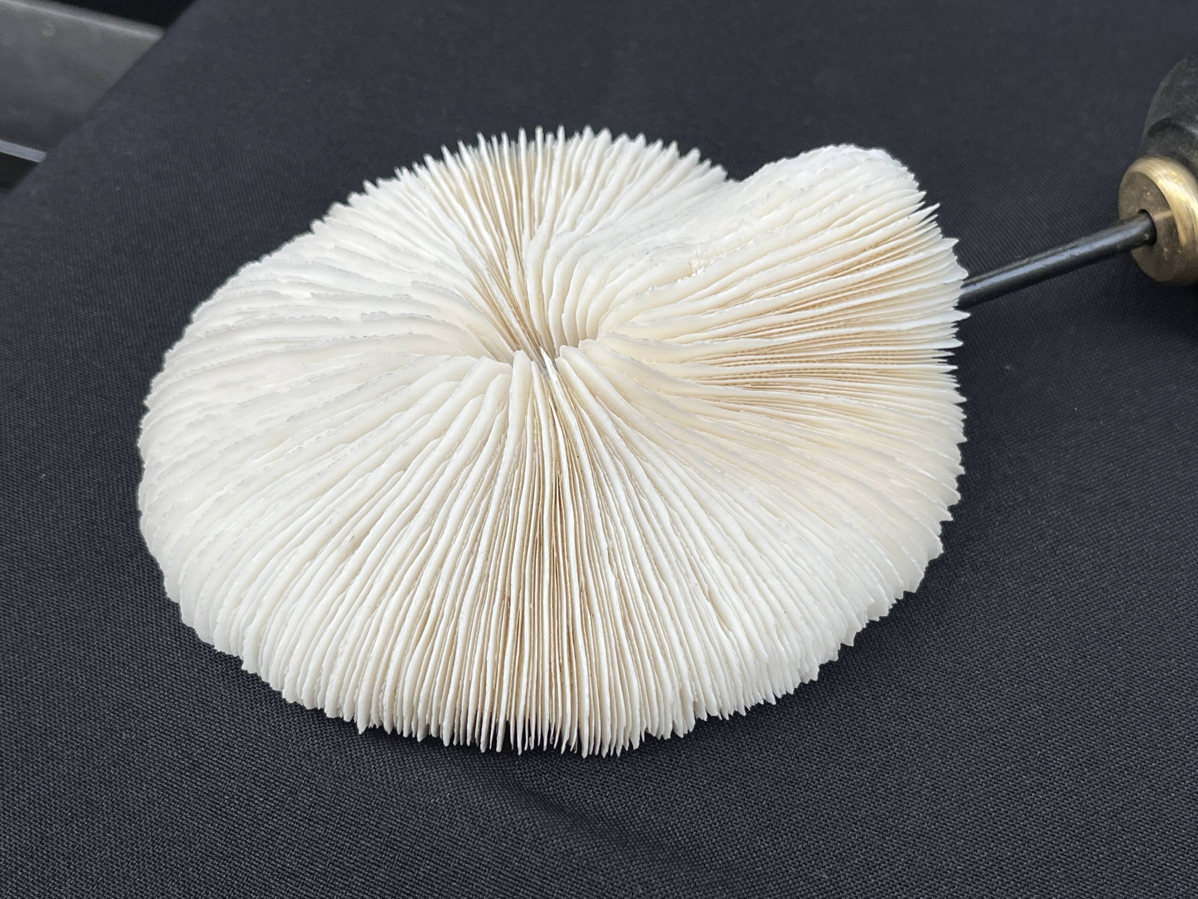 Antique natural white coral on a blackened wooden base, notebooks of curiosities