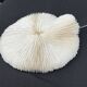 Antique natural white coral on a blackened wooden base, notebooks of curiosities