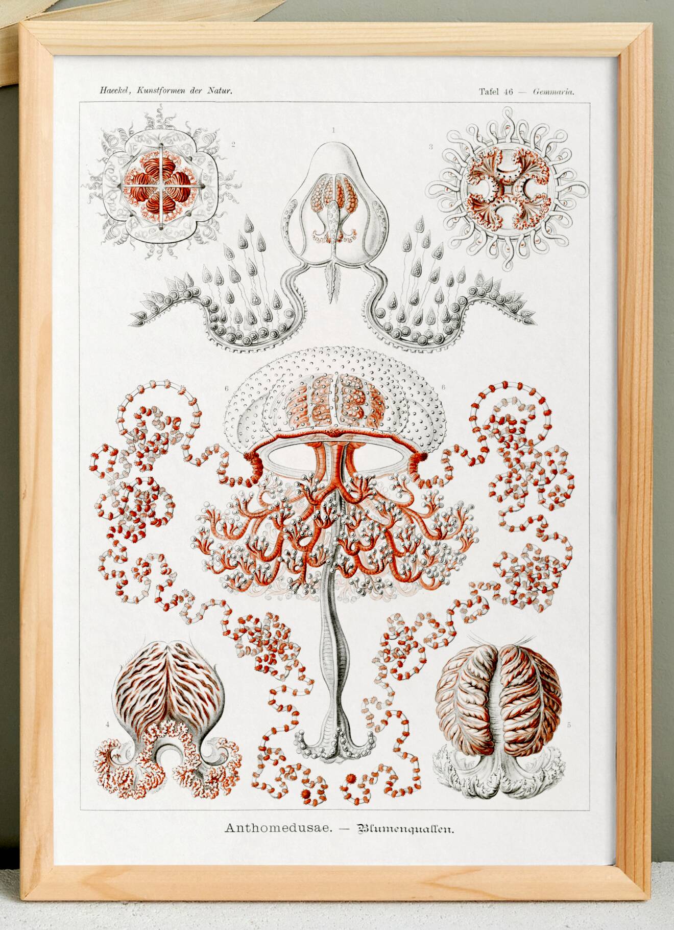 Poster on hydrozoan jellyfish, based on an old lithograph