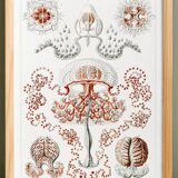 Poster on hydrozoan jellyfish, based on an old lithograph