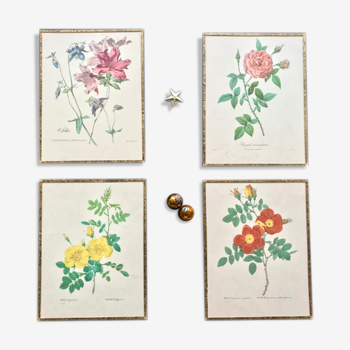 Set of botanical illustrations