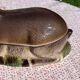 Ancient zoomorphic terrine in the shape of a deer, enamelled earthenware, Caugant