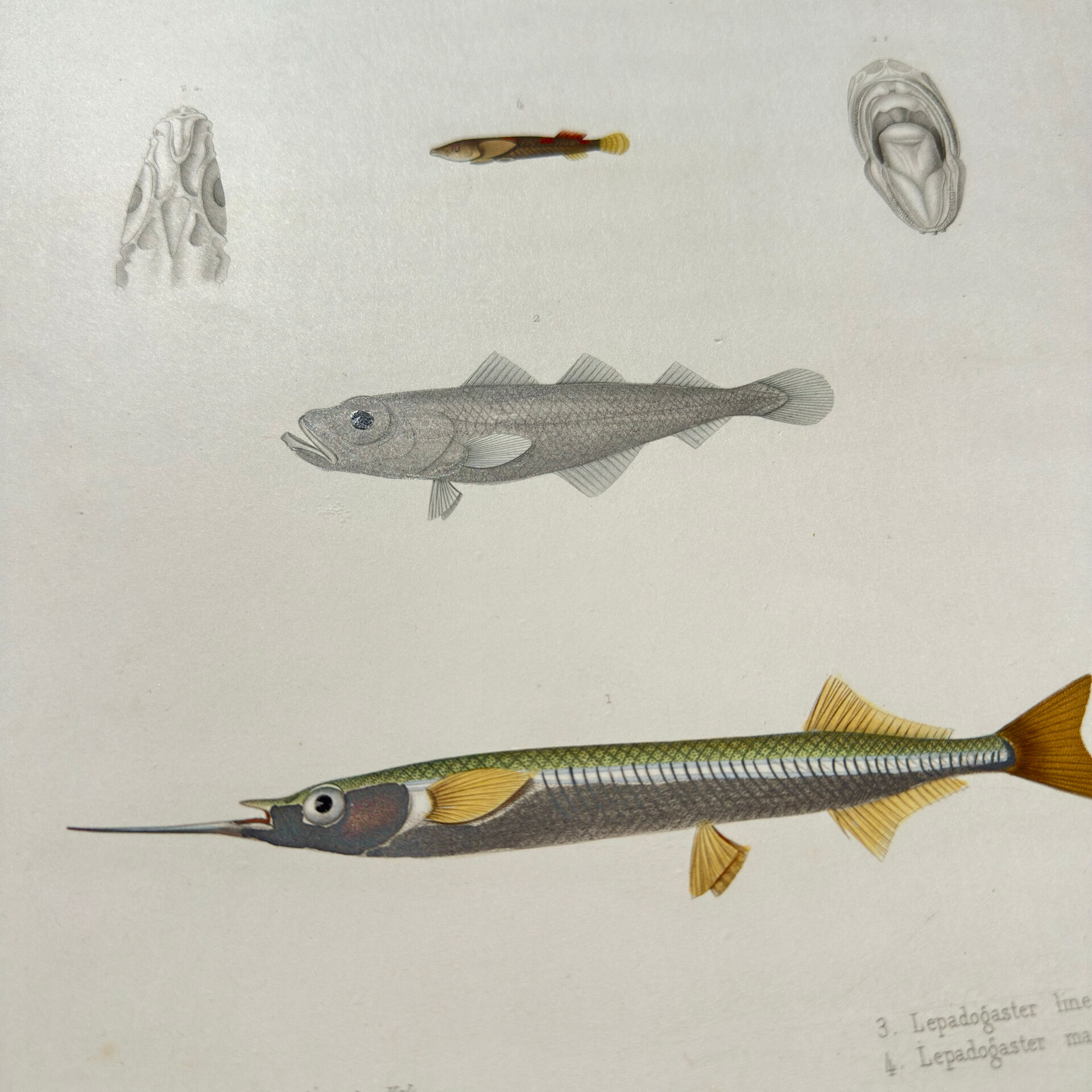 Original antique engraving Fish Algeria 1850 Guichenot Exploration