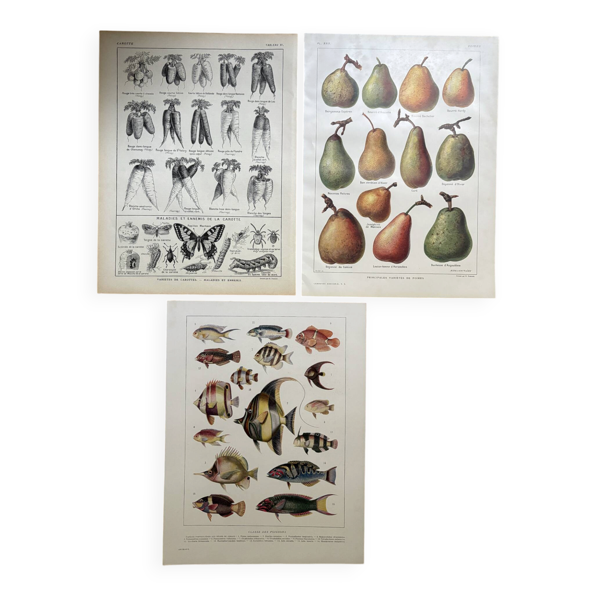 Set of 3 illustrated boards Xx - Reserved