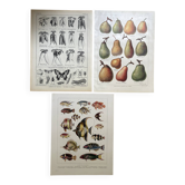 Set of 3 illustrated boards Xx - Reserved