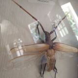 Naturalized insect megopis gigantea