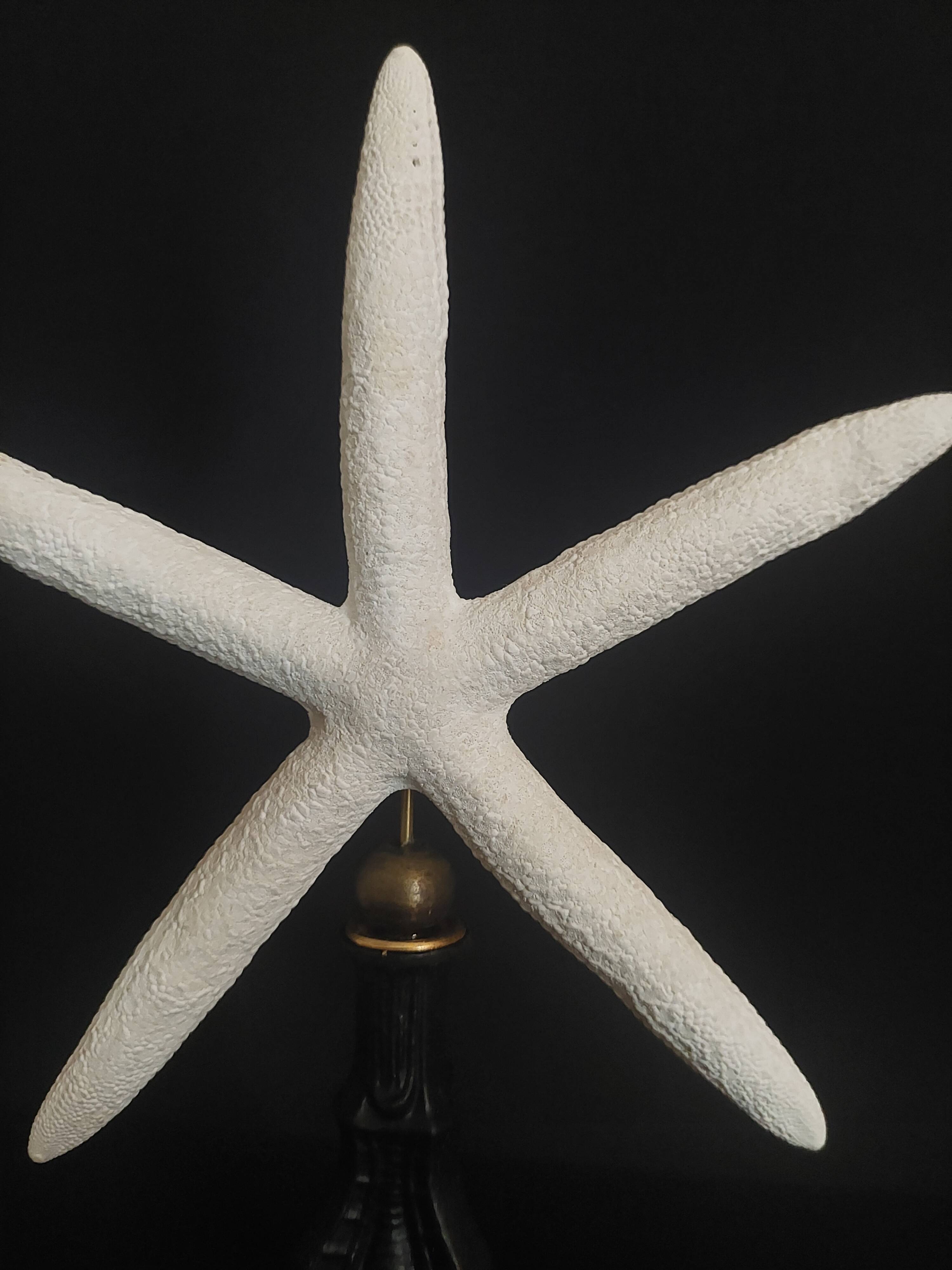 Cabinet of Curiosities white starfish Linckia laevigata on base