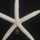 Cabinet of Curiosities white starfish Linckia laevigata on base