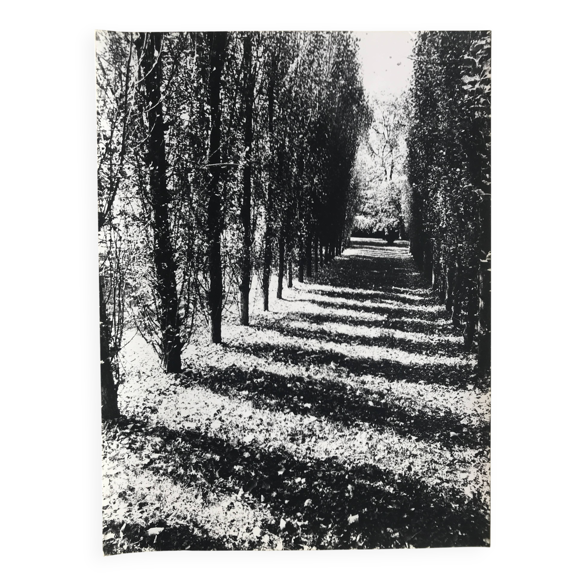 Rosine nusimovici, untitled (poplars), c 1980. black and white silver print