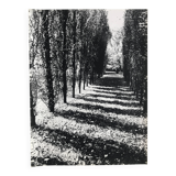 Rosine nusimovici, untitled (poplars), c 1980. black and white silver print