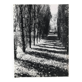 Rosine nusimovici, untitled (poplars), c 1980. black and white silver print