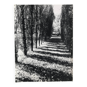 Rosine nusimovici, untitled (poplars), c 1980. black and white silver print
