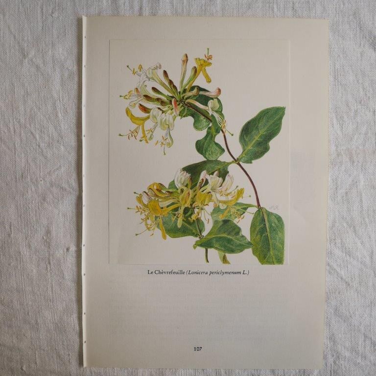 Planche botanique Chèvrefeuille