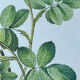 Botanical plate - Sulphur yellow rose 40.4x29.9cm