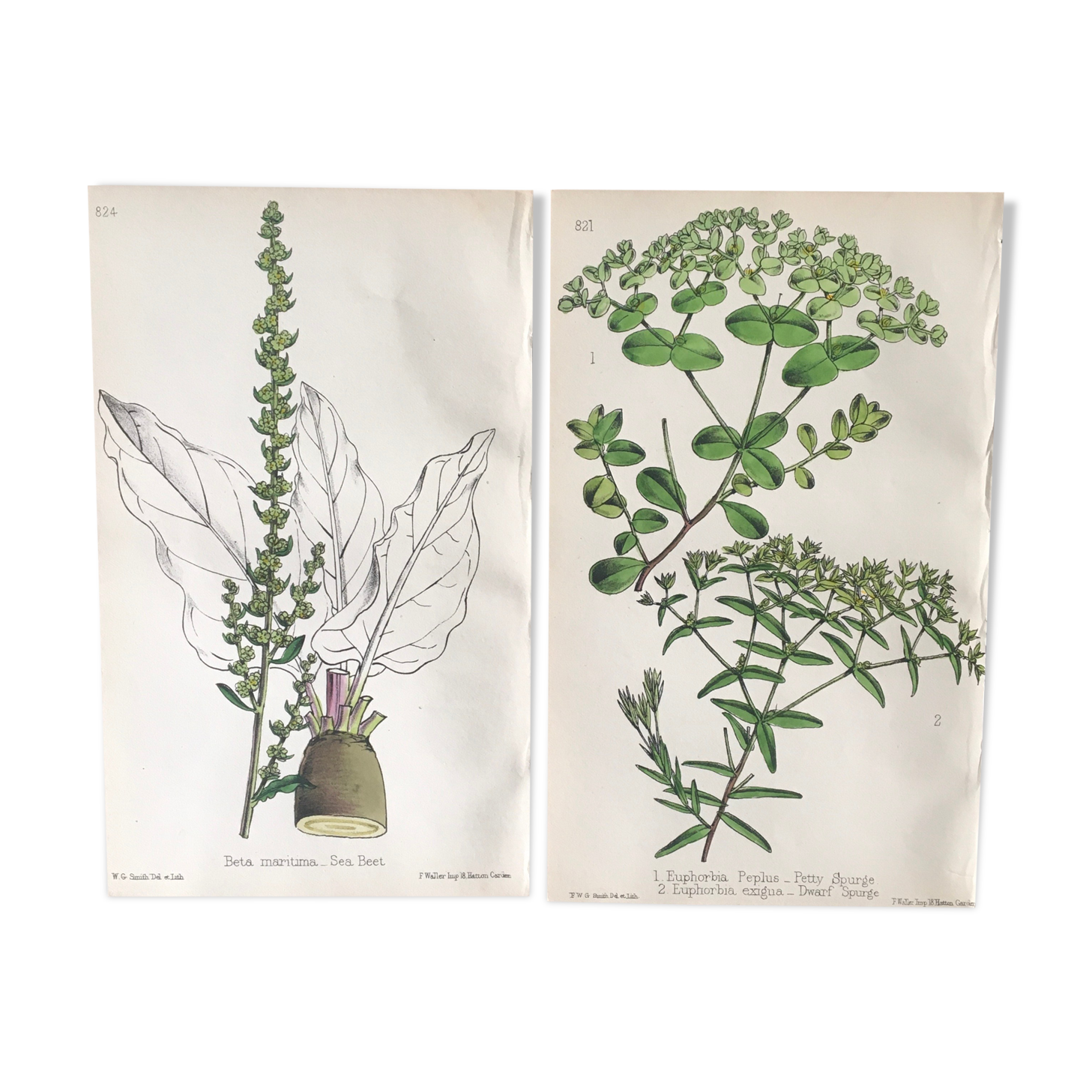 Botanical board duo, 1880