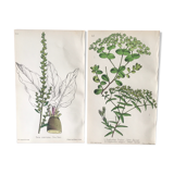 Botanical board duo, 1880