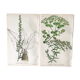 Botanical board duo, 1880