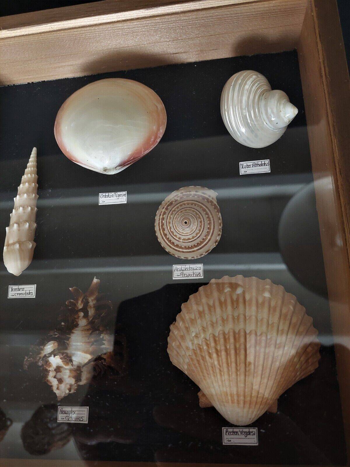Collection frame with shells