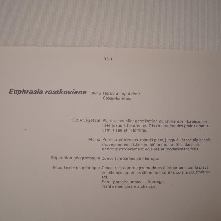 Botanical board, Glasses or ophthalmic grass