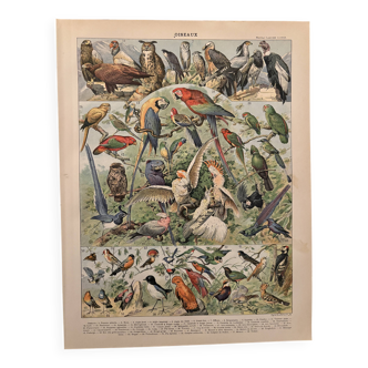 Vintage illustrated print of birds (parrot) - 1900