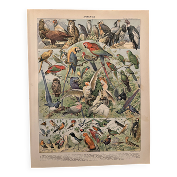 Planche illustrée vintage sur les oiseaux (perroquet) - 1900