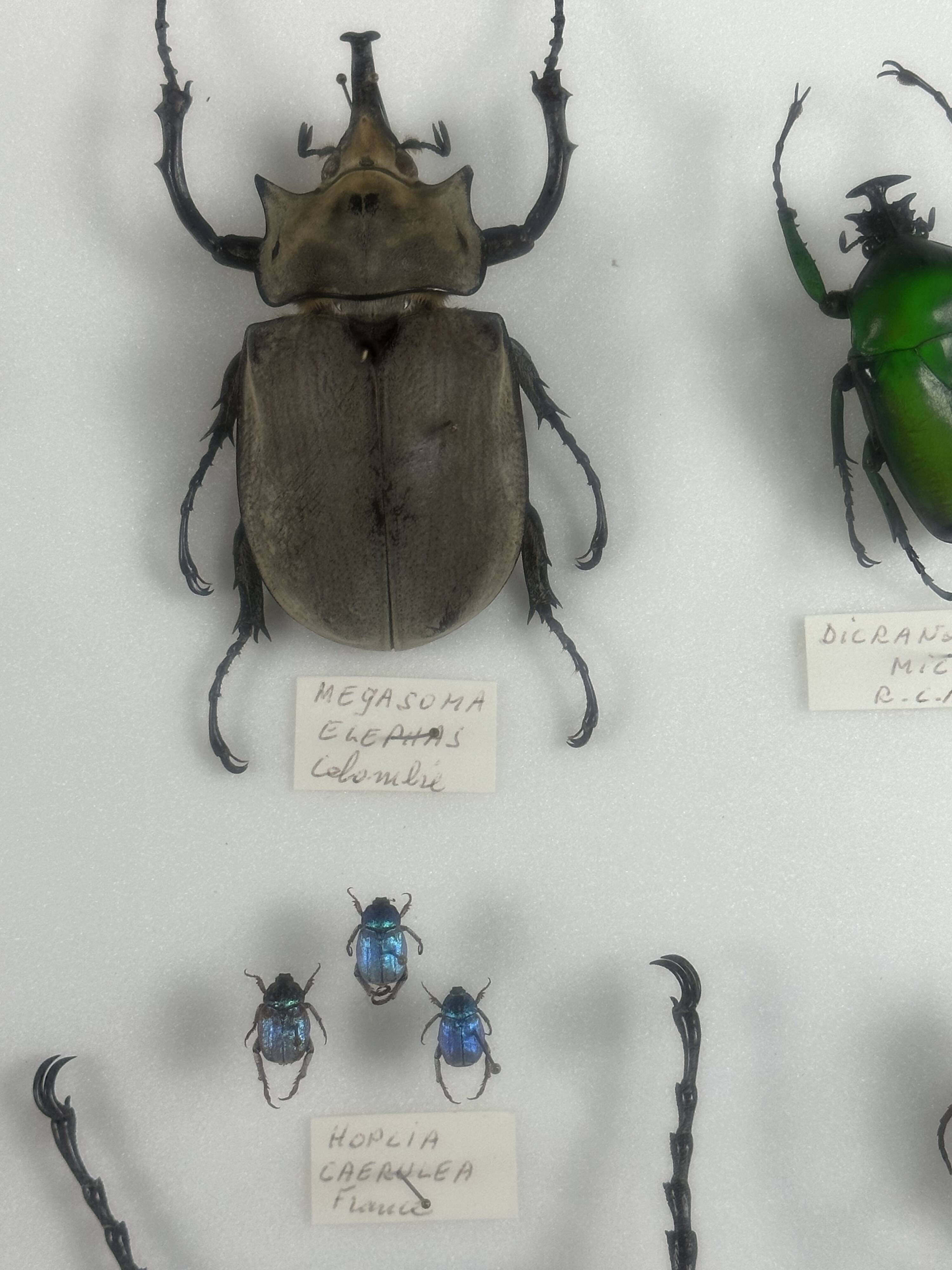 Old entomological insect frame 21 species