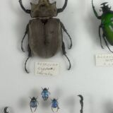 Old entomological insect frame 21 species