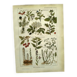 Vintage engraving from 1925 • Sudorific medicinal plants by M. Desse