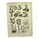 Vintage engraving from 1925 • Sudorific medicinal plants by M. Desse