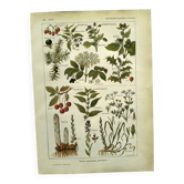 Vintage engraving from 1925 • Sudorific medicinal plants by M. Desse
