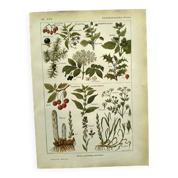 Vintage engraving from 1925 • Sudorific medicinal plants by M. Desse