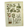 Vintage engraving from 1925 • Sudorific medicinal plants by M. Desse