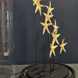 Cabinet of Curiosities globe with starfish asteroidea sp.