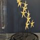 Cabinet of Curiosities globe with starfish asteroidea sp.