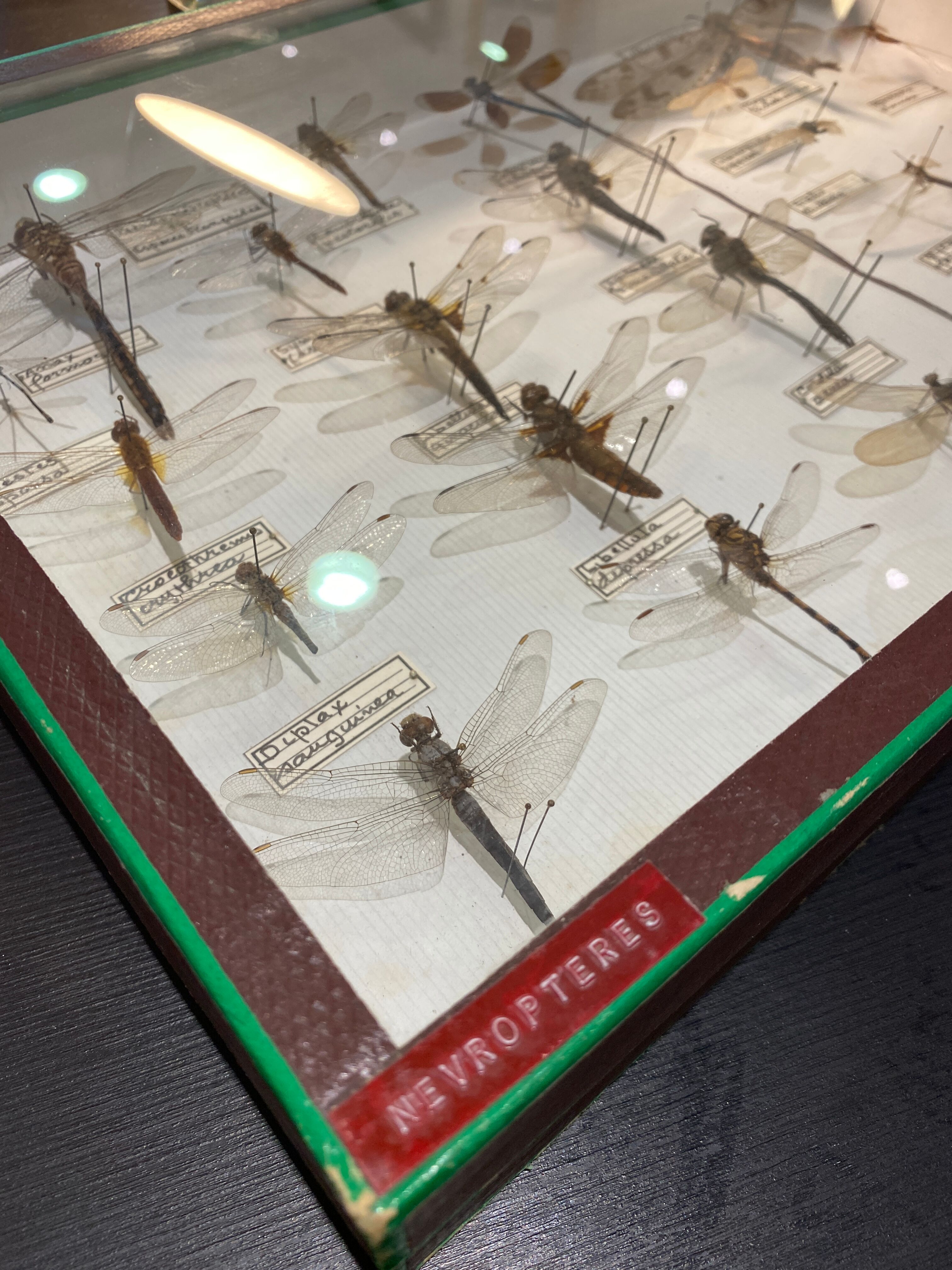 Entomology box showcase of dragonfly insects