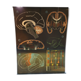 Pedagogical poster Doctor Auzoux 1949