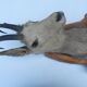 Trophée de chamois sur socle en bois