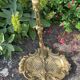 Porte tisonniers ou parapluie art nouveau