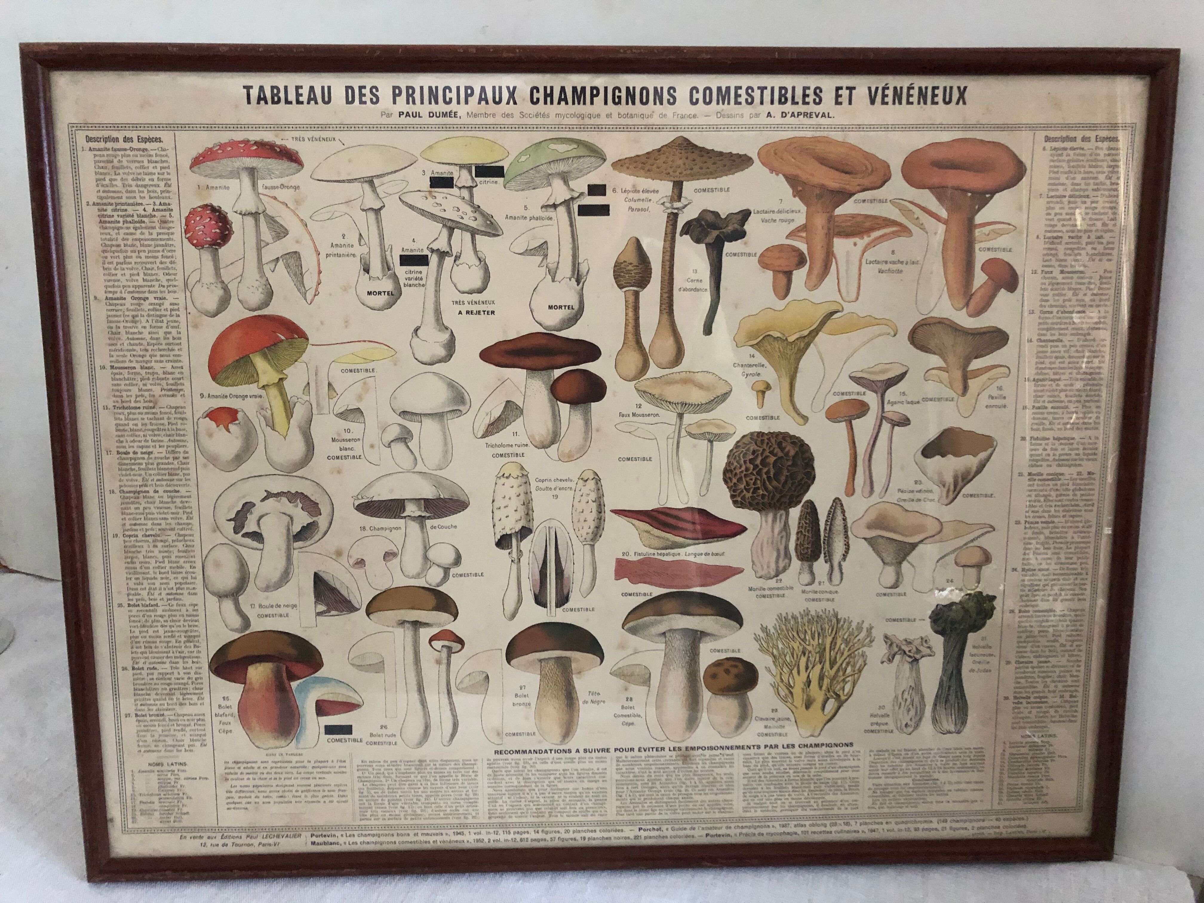 Botanical poster "Edible and poisonous mushrooms"