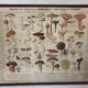 Botanical poster "Edible and poisonous mushrooms"