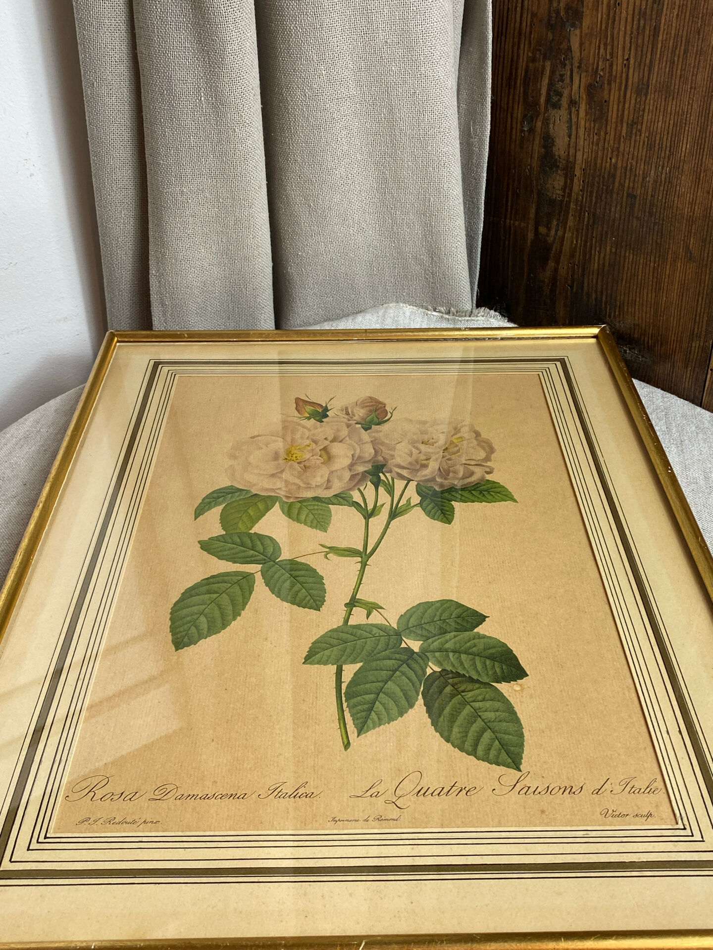 Botanical print, Rosa Damascena, by P-J Redouté