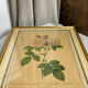 Botanical print, Rosa Damascena, by P-J Redouté