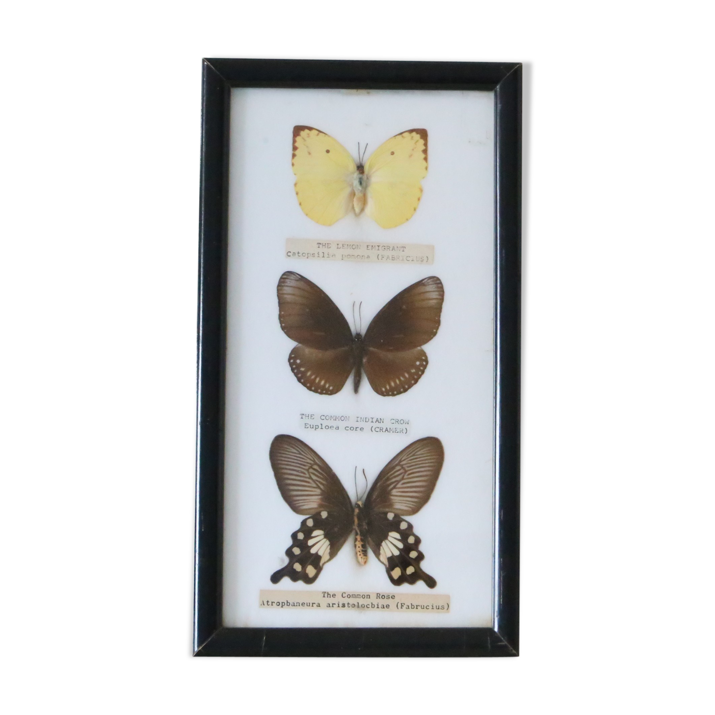 Naturalized butterfly frame