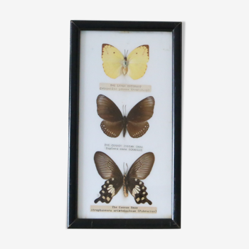 Cadre de papillons naturalisés