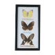 Naturalized butterfly frame